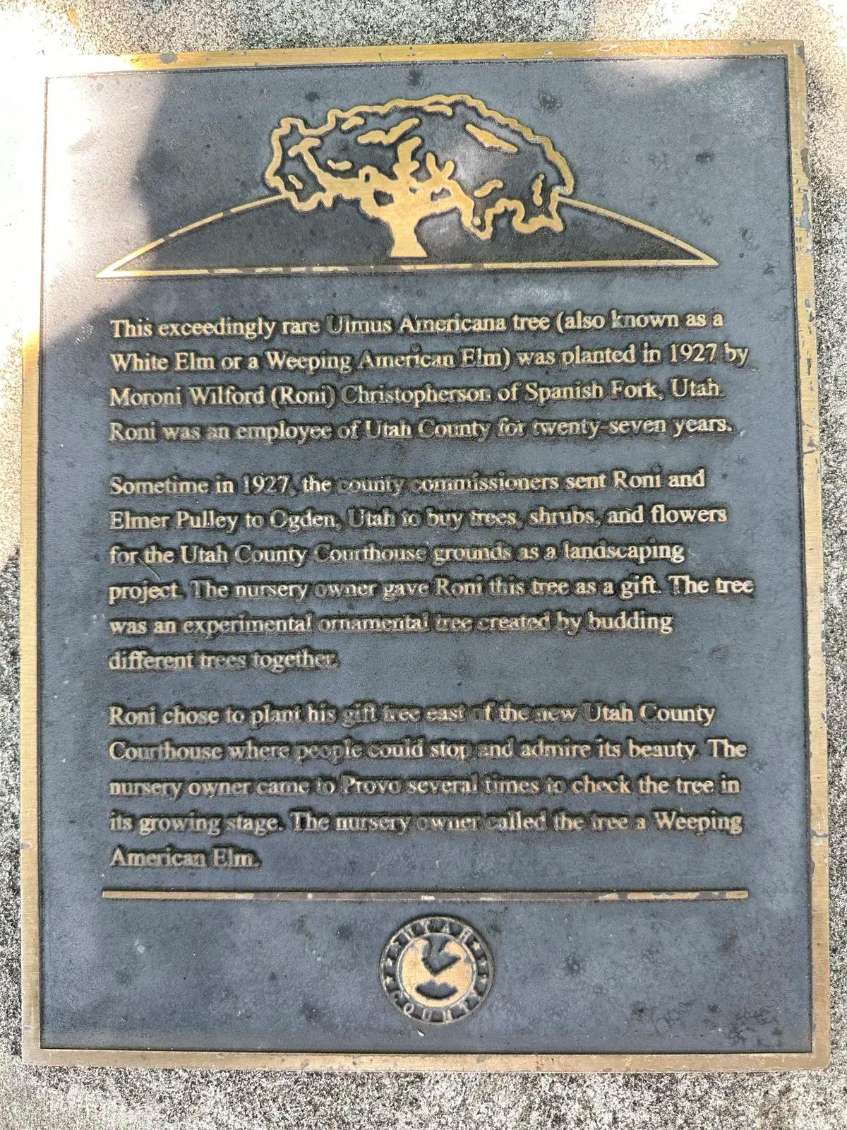 Close-up of plaque commemorating the historic tree